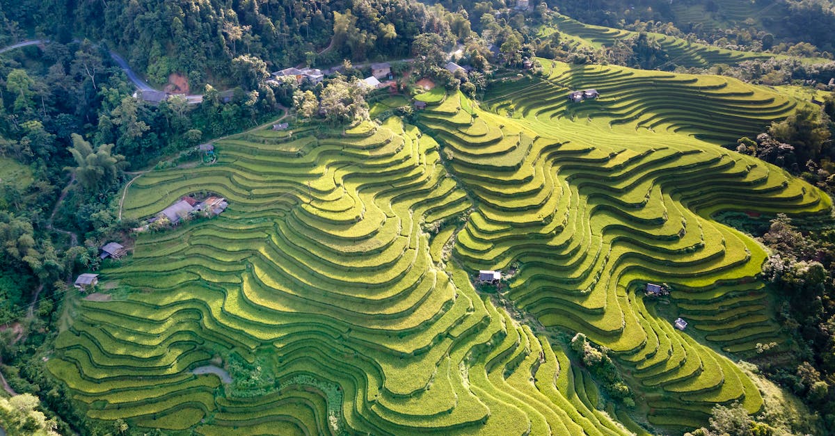 Odkryj fascynujący świat rolnictwa na wyspie Taonga: The Island Farm