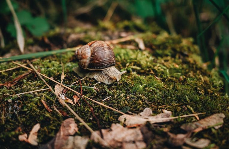 Dlaczego liście eukaliptusa zwracają się krawędziami w kierunku słońca? Przełomowe odkrycie w botanice