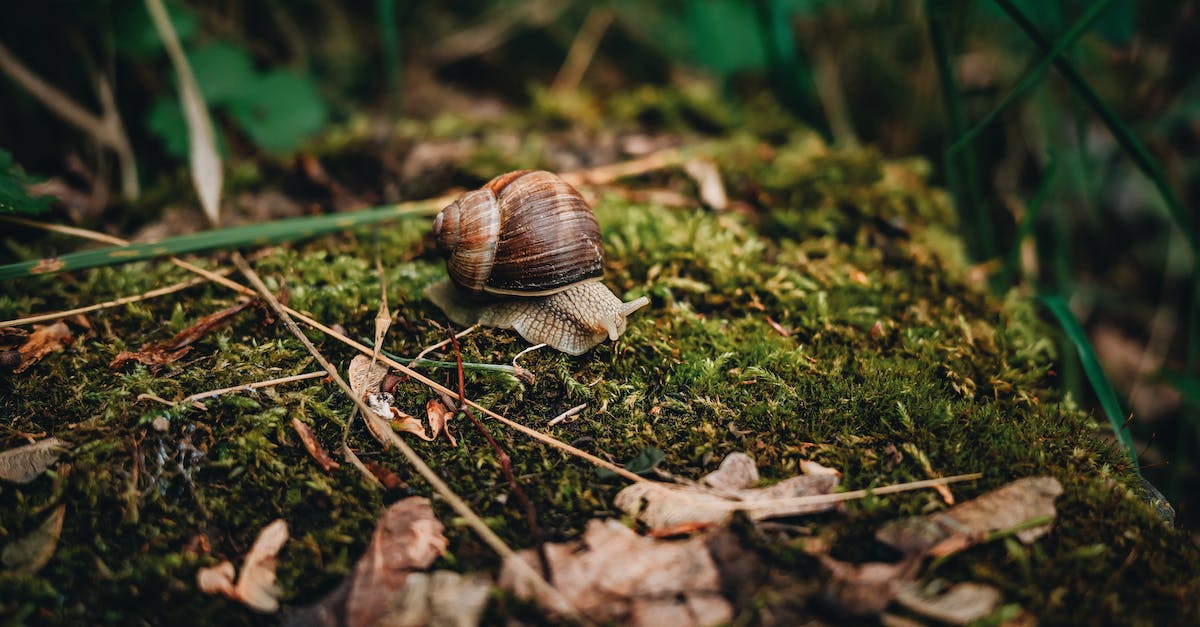 Dlaczego liście eukaliptusa zwracają się krawędziami w kierunku słońca? Przełomowe odkrycie w botanice