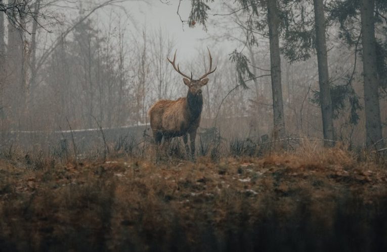 Pogoda w Gliwicach: Czy nadchodzi ciepły weekend?