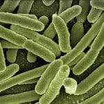 koli-bacteria-123081_1280